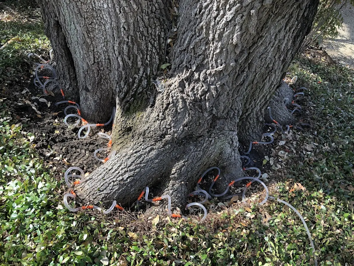 Detailed Tree Cabling and Bracing job site in Espanola