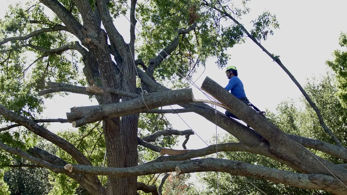 Professional Hazardous Tree Removal performed by certified arborists in Espanola