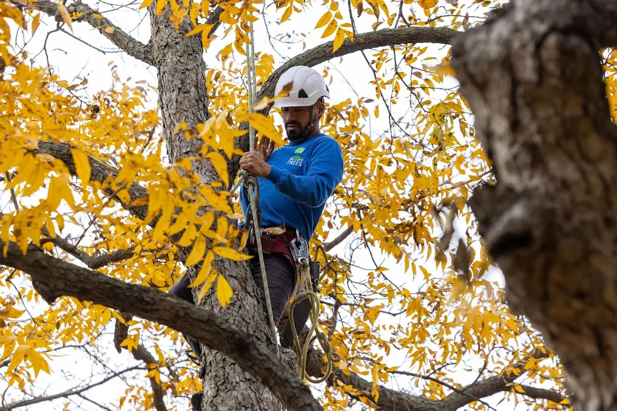 Skilled Tree Pruning crew working in Espanola
